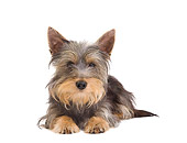 PUP 14 JE0039 01
Silky Terrier Puppy Laying On White Seamless