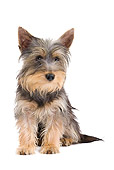 PUP 14 JE0040 01
Silky Terrier Puppy Sitting On White Seamless