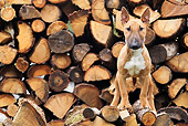 PUP 14 JE0041 01
Miniature Bull Terrier Puppy Standing On Woodpile