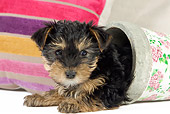PUP 14 JE0043 01
Yorkshire Terrier Puppy Laying In Flower Pot By Pillow