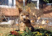 PUP 14 JN0001 01
Norwich Terrier Puppy Sitting On Pine Leaves