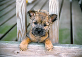 PUP 14 JN0002 01
Cairn Terrier Puppy Peeking Head Through Wooden Rail