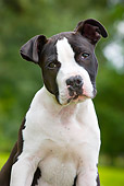 PUP 14 JS0002 01
Portrait Of American Staffordshire Terrier Puppy Sitting On Grass