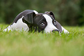 PUP 14 JS0003 01
American Staffordshire Terrier Puppy Laying On Grass Looking Up