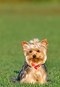 PUP 14 KH0007 01
Yorkshire Terrier Puppy Sitting In Grass Wearing Red Bandana