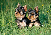 PUP 14 KH0009 01
Yorkshire Terrier Puppies Sitting On Grass