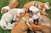 PUP 14 MB0001 01
Litter Of American Pit Bull Terrier Puppies Sleeping On Grass