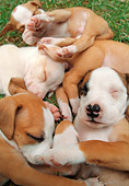 PUP 14 MB0002 01
Litter Of American Pit Bull Terrier Puppies Sleeping On Grass