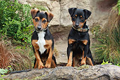 PUP 14 NR0003 01
Two Patterdale Terrier Puppies Leaning On Log