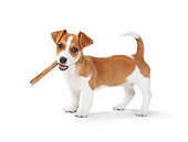 PUP 14 PE0001 01
Jack Russell Terrier Puppy Holding Bone On White Seamless