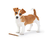 PUP 14 PE0002 01
Jack Russell Terrier Puppy Standing With Bone On White Seamless