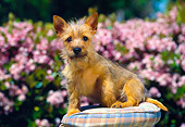 PUP 14 RK0046 02
Cairn Terrier Puppy Sitting On Pillow