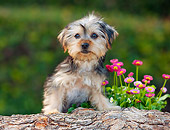 PUP 14 RK0094 01
Yorkshire Terrier Puppy Leaning On Log By Flowers