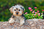 PUP 14 RK0095 01
Yorkshire Terrier Puppy Leaning On Log By Flowers