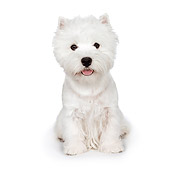 PUP 14 RK0099 01
West Highland Terrier Sitting On White Seamless