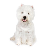 PUP 14 RK0100 01
West Highland Terrier Sitting On White Seamless