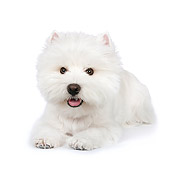 PUP 14 RK0102 01
West Highland Terrier Laying On White Seamless