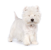 PUP 14 RK0108 01
West Highland Terrier Standing On White Seamless