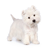PUP 14 RK0109 01
West Highland Terrier Standing On White Seamless
