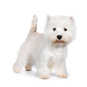 PUP 14 RK0110 01
West Highland Terrier Standing On White Seamless