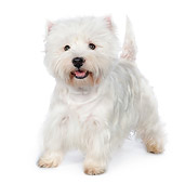 PUP 14 RK0112 01
West Highland Terrier Standing On White Seamless