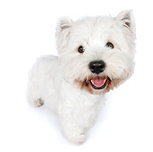 PUP 14 RK0113 01
West Highland Terrier Standing On White Seamless