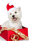 PUP 14 RK0114 01
West Highland Terrier Sitting In Gift Box Wearing Santa Hat On White Seamless