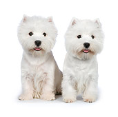 PUP 14 RK0115 01
West Highland Terriers Sitting On White Seamless