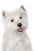 PUP 14 RK0117 01
Close-Up Of West Highland Terrier Standing On White Seamless