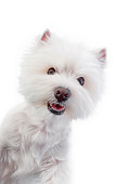 PUP 14 RK0118 01
Close-Up Of West Highland Terrier Standing On White Seamless