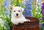 PUP 14 RK0120 01
West Highland Terrier Puppy Sitting In Basket In Garden