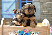 PUP 14 SJ0001 01
Two Yorkshire Terrier Puppies Sitting In Wooden Cradle
