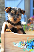 PUP 14 SJ0002 01
Yorkshire Terrier Puppy Sitting In Wooden Cradle