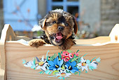 PUP 14 SJ0003 01
Yorkshire Terrier Puppy Sitting In Wooden Cradle