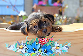 PUP 14 SJ0004 01
Yorkshire Terrier Puppy Resting In Wooden Cradle