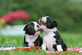 PUP 14 SS0017 01
Two Boston Terrier Puppies Playing On Blanket On Grass