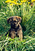 PUP 14 CE0001 01
Border Terrier Puppy Sitting By Yellow Flowers