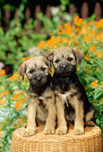 PUP 14 CE0002 01
Two Border Terrier Puppies Sitting On Wicker Stool By Flowers