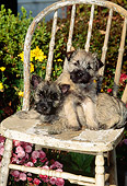 PUP 14 CE0003 01
Two Cairn Terrier Puppies Sitting On Old Chair By Flowers In Garden