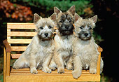 PUP 14 CE0004 01
Three Cairn Terrier Puppies Sitting On Wooden Bench In Garden