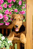 PUP 14 CE0007 01
Shoulder Shot Of Airedale Terrier Puppy Peeking Over Gazebo Railing By Flowers