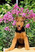 PUP 14 CE0008 01
Airedale Terrier Puppy Standing On Bench By Purple Flowers