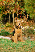 PUP 14 CE0009 01
Airedale Terrier Puppy Sitting On Grass By Flowers And Autumn Trees