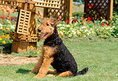 PUP 14 CE0010 01
Airedale Terrier Puppy Sitting On Grass By Flowers And Windmill