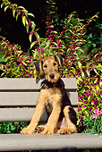 PUP 14 CE0012 01
Airedale Terrier Puppy Sitting On Bench By Foliage