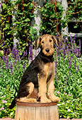 PUP 14 CE0014 01
Airedale Terrier Puppy Sitting On Barrel By Flowers