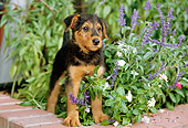 PUP 14 CE0015 01
Airedale Terrier Puppy Standing On Brick Wall By Flowers