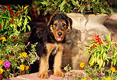 PUP 14 CE0016 01
Airedale Terrier Puppy Standing On Brick Wall By Flowers