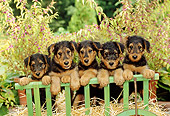 PUP 14 CE0017 01
Airedale Terrier Puppies Standing On Hay In Cart By Foliage