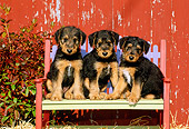 PUP 14 CE0018 01
Airedale Terrier Puppies Sitting On Bench By Red Barn